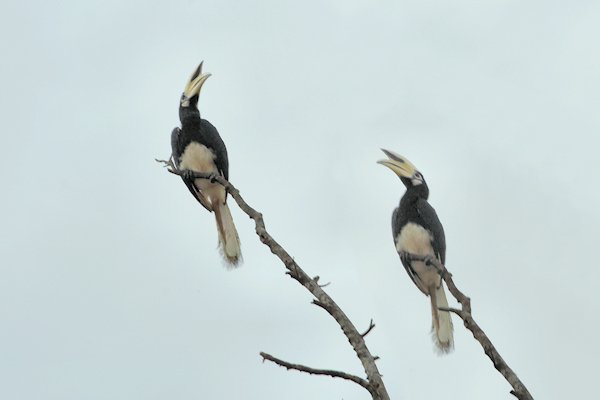 HelmetedHornbills_Sukau_0254 (218).jpg